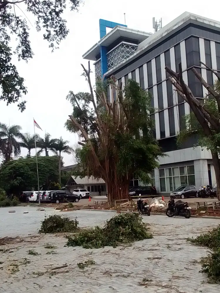 Tukang tebang proposional