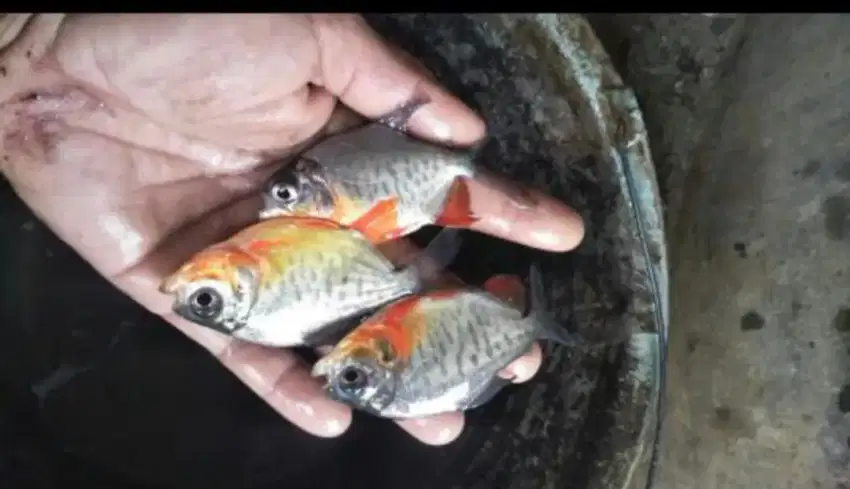 Bibit ikan bawal ukuran silet