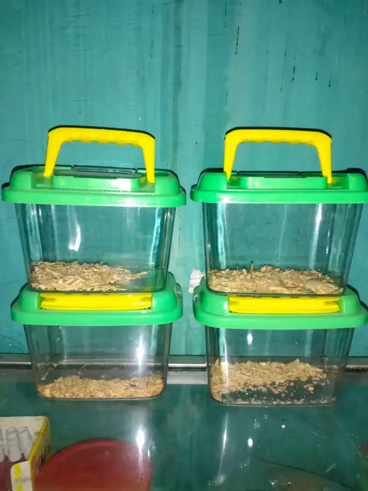 Tempat ikan atau hamster
