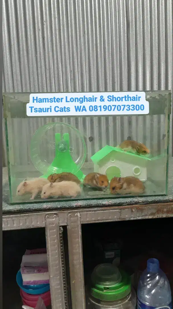 Hamster Jinak, Imut Lucu dan sangat bersahabat