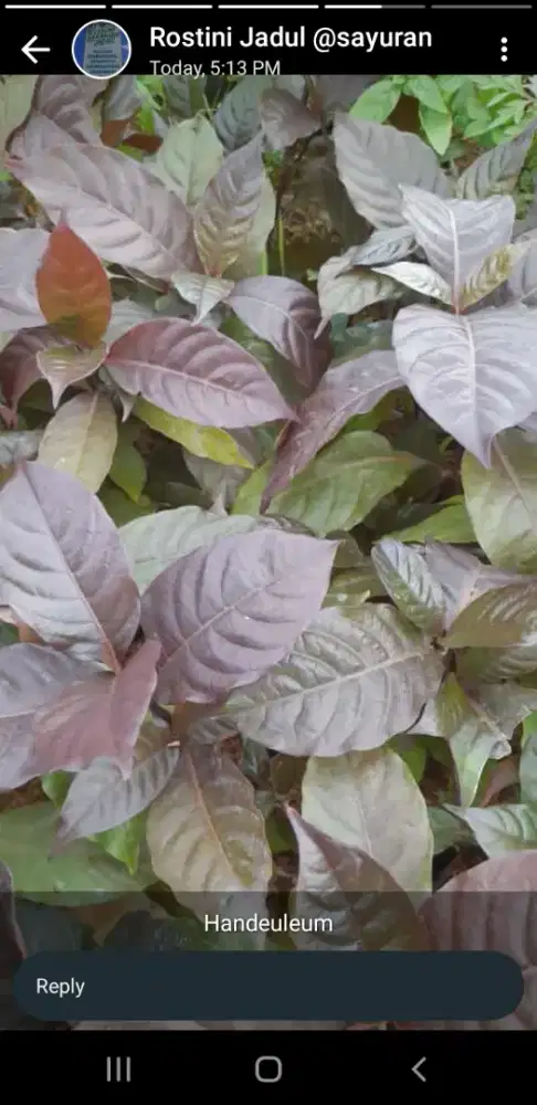 Grosir aneka bibit tanaman herbal banyak manfaatnya