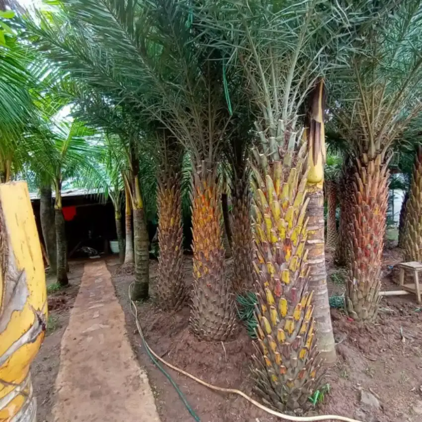 Pohon palm kenari silvertas tinggi 4 meter siap kirim