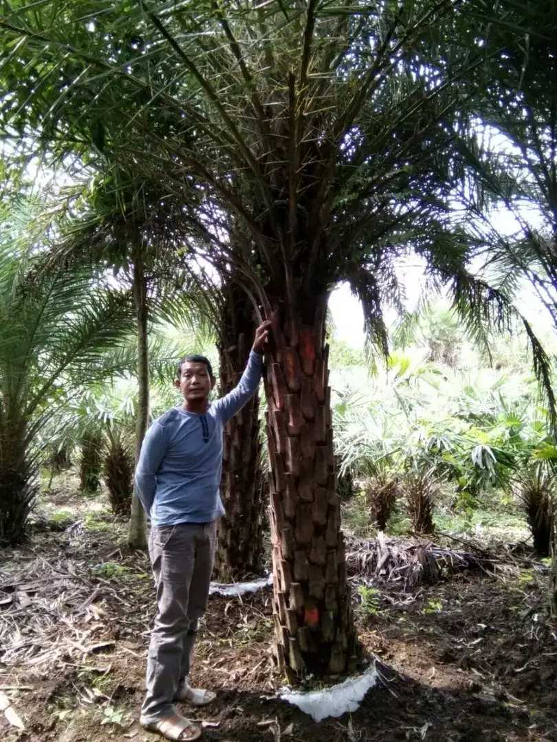 Siap kirim pohon kenari silvertas tinggi 4 meter