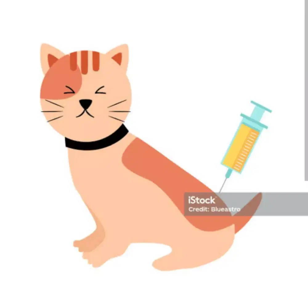 Suntik kutu jamur khusus kucing panggilan all kota kab bandung