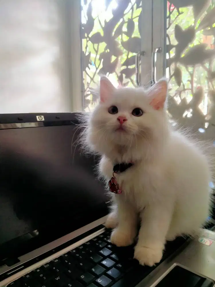 Grooming Salon Kucing Catsroom