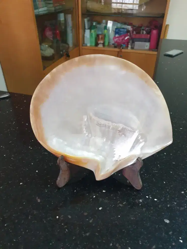 Kerang Oyster Pajangan warna emas cantik