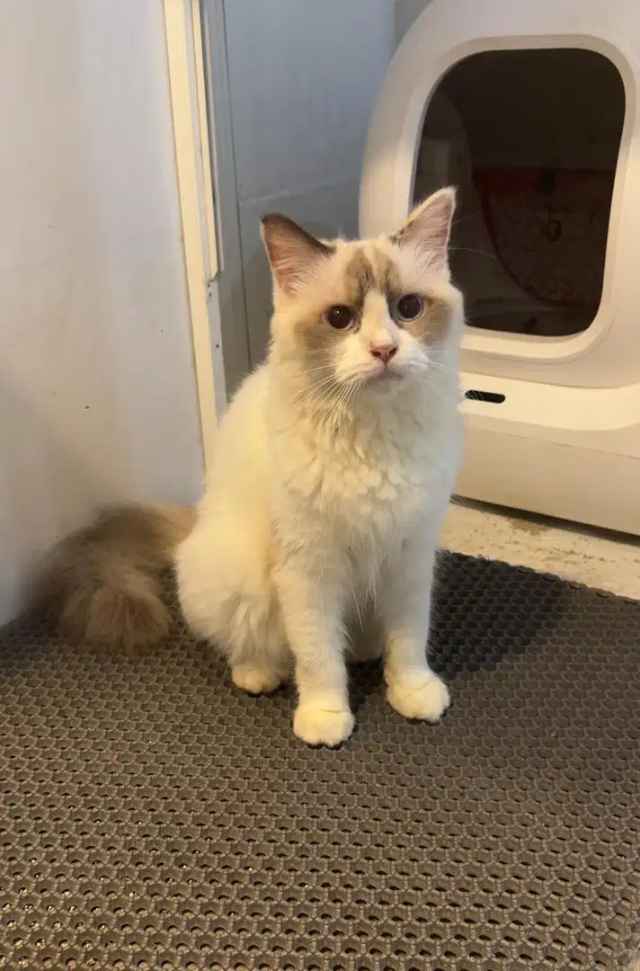 Kucing ragdoll dewasa