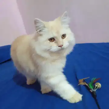 Jual siberian hot sale cat