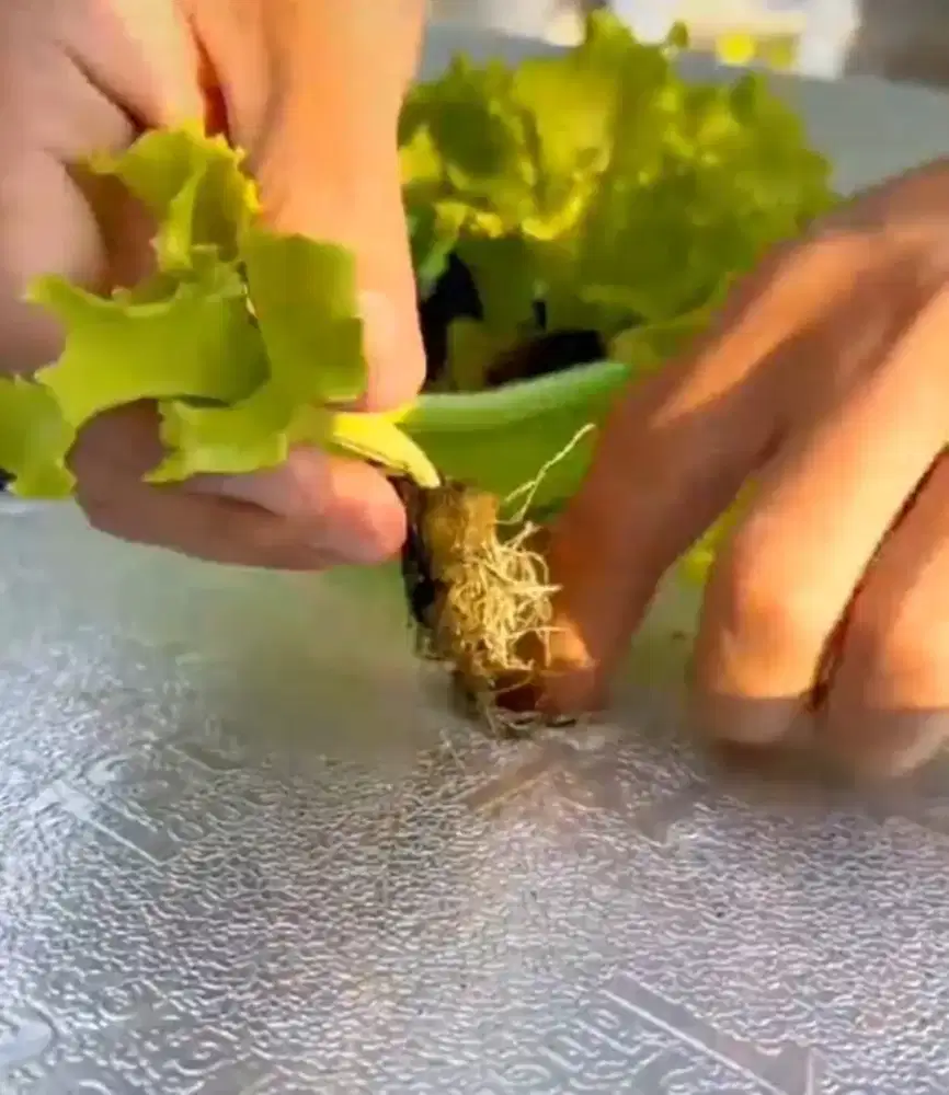 STEREOFOAM RAKIT APUNG HYDROPONIK BAHAN PU 100X60