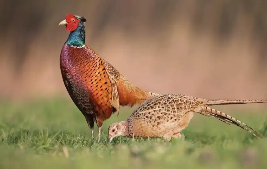 Ayam Ringneck Pheasant