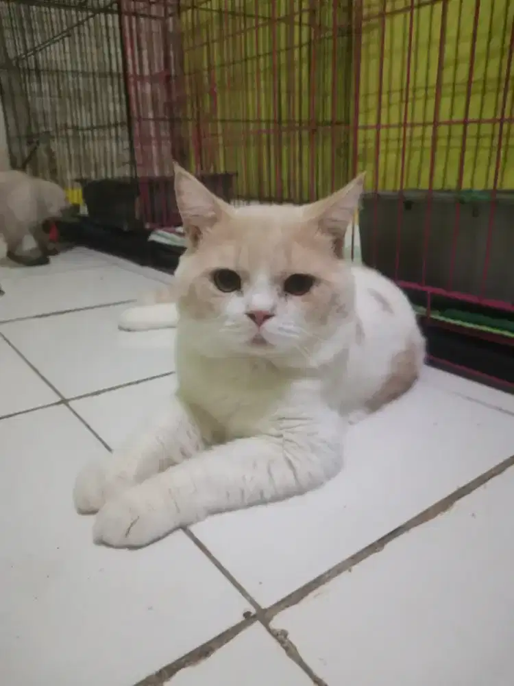 Jasa Pacak Kucing BSH MIX