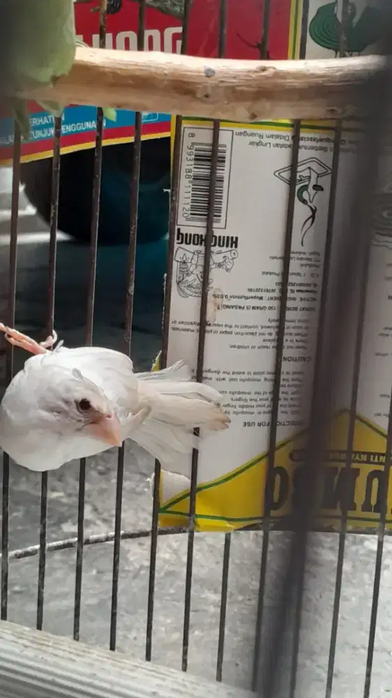 Emprit jepang jantan retina merah x betina putih mata hitam