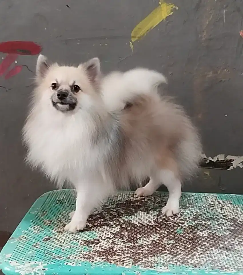 Minipom rare color