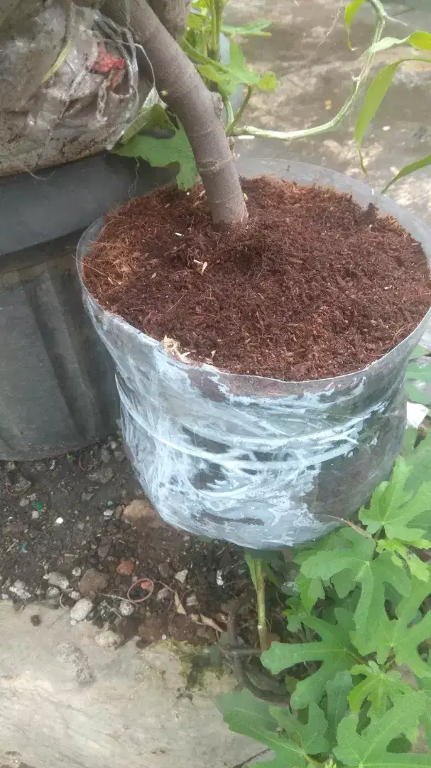 Pohon tin cangkok ± 2m