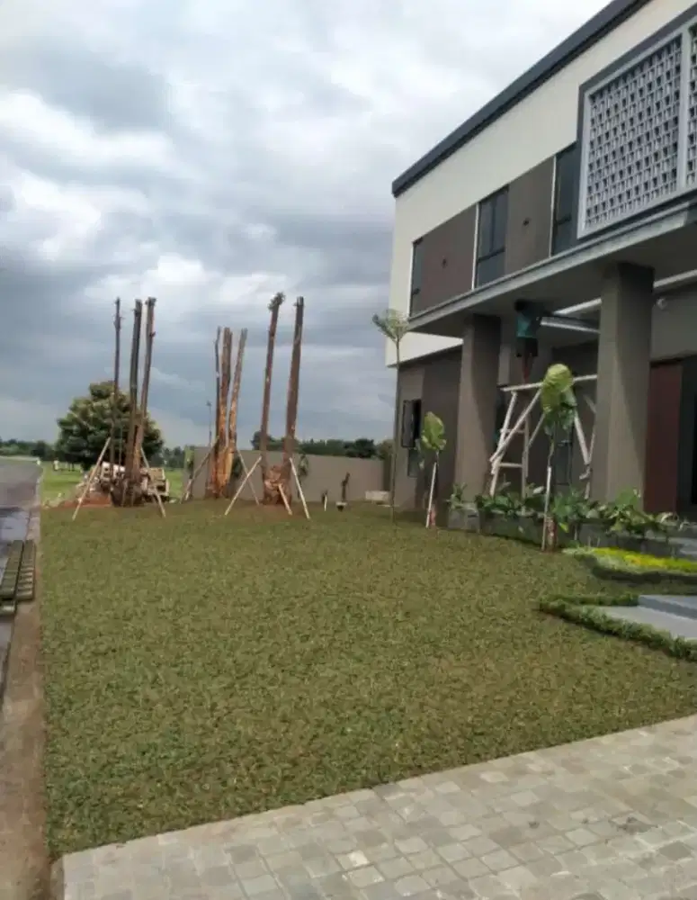 Tukang tanaman jual rumput gajah mini