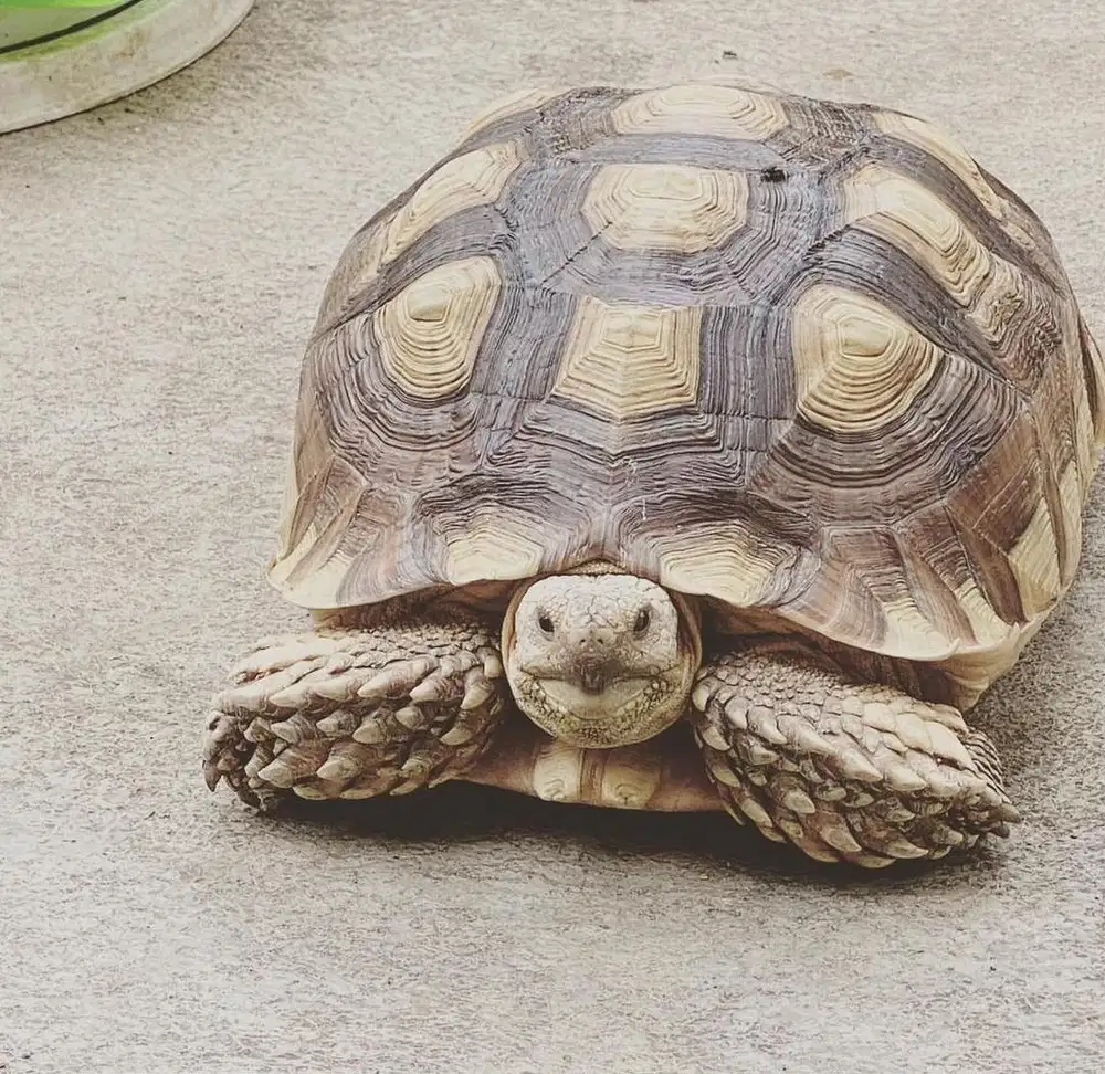 SULCATA SUPER JUMBO KESAYANGAN