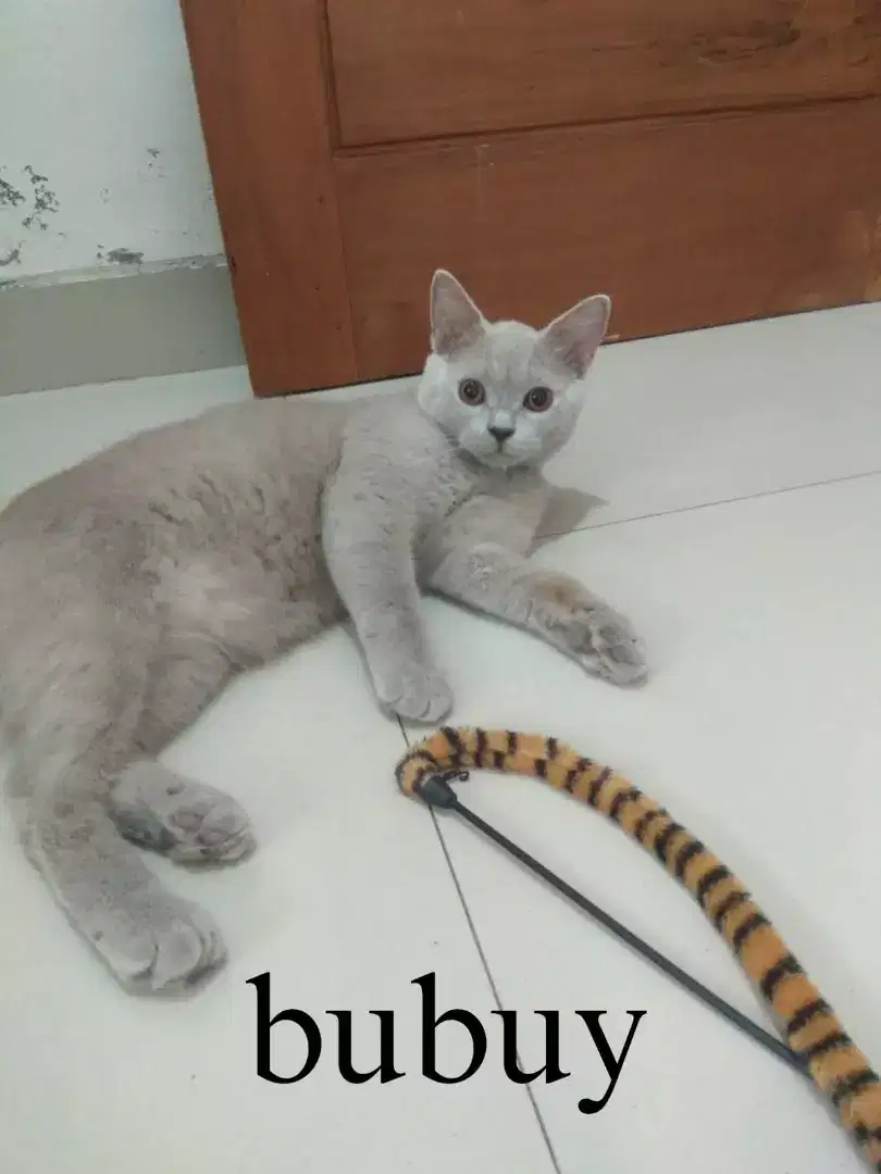 BSH PURE LILAC Male 10 Month