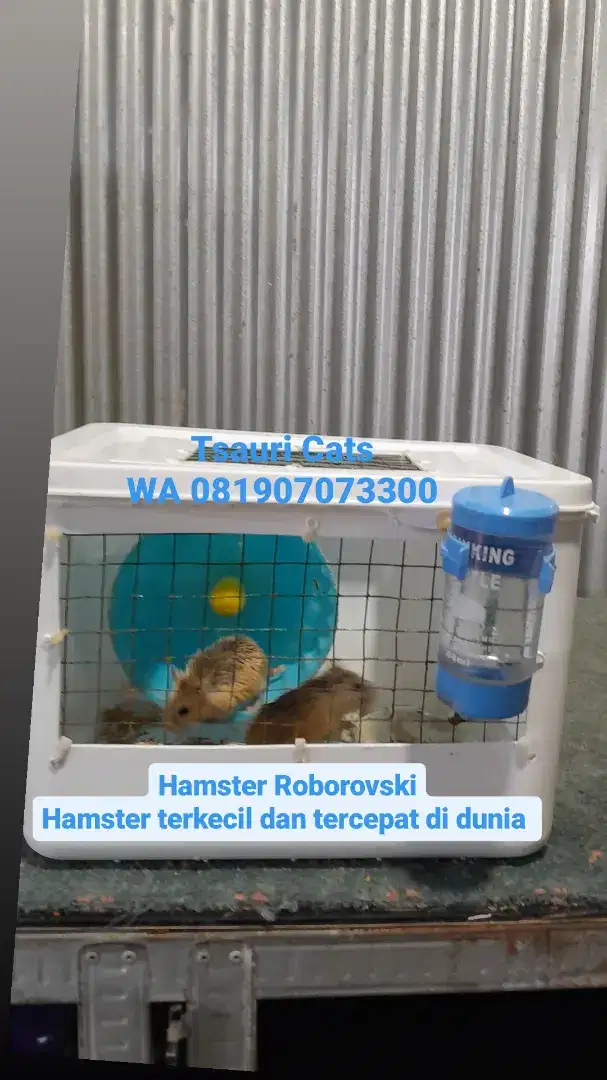 Hamster  Hamster Roborovski
Hamster terkecil dan tercepat di dunia