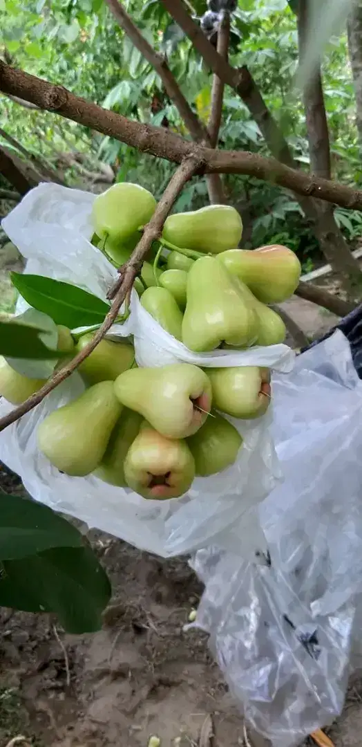 Bibit jambu Madu Deli kiojok hijau bisa berbuah di pot lokasi TBB