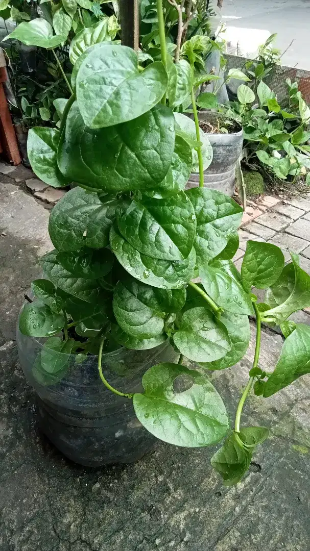 Jual tanaman binahong