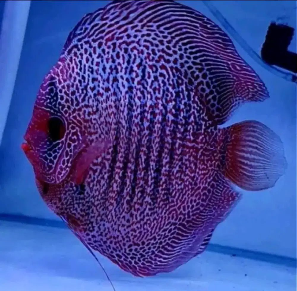 Ikan Discus Hackel Purple Dragon
