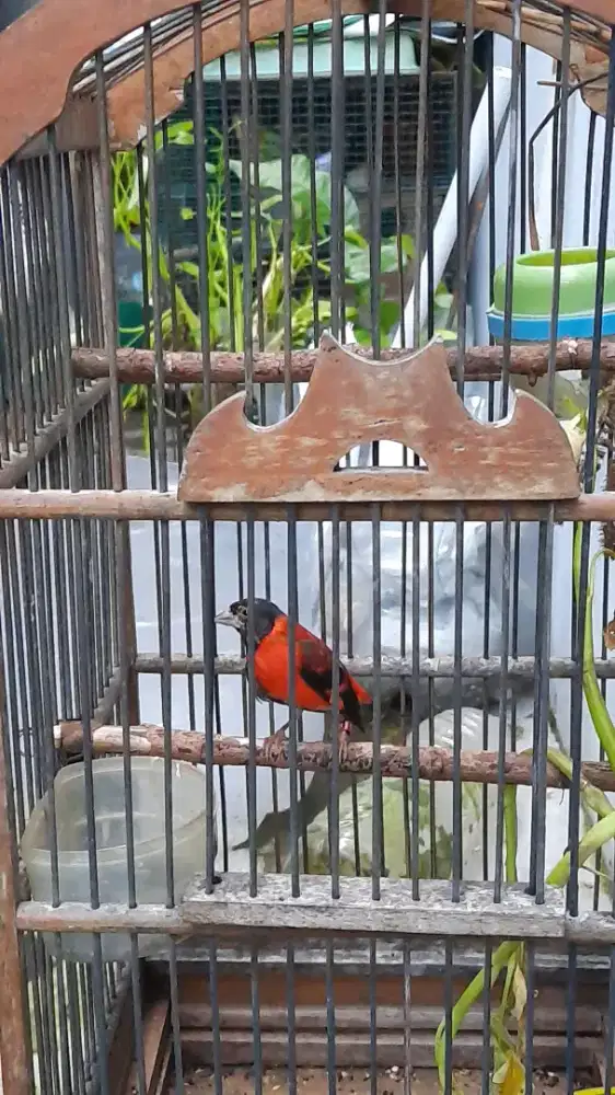 Burung red siskin