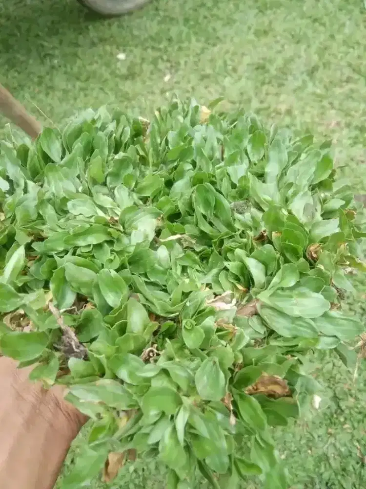 Rumput gajah mini untuk taman