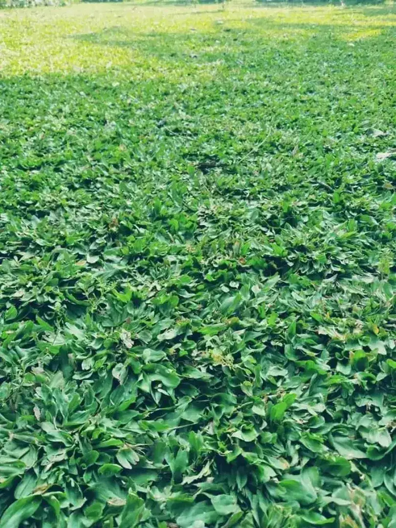 Rumput GAJAH MINI