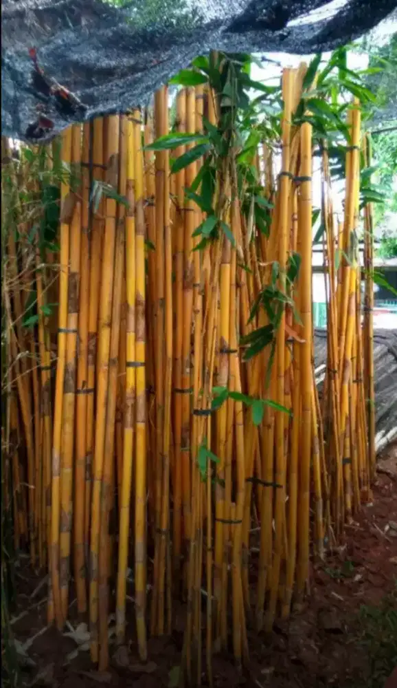 jual pohon bambu kuning,bambu jepang
