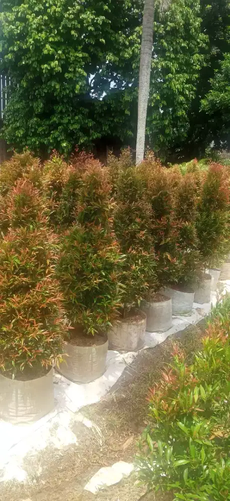 jual pohon pucuk merah