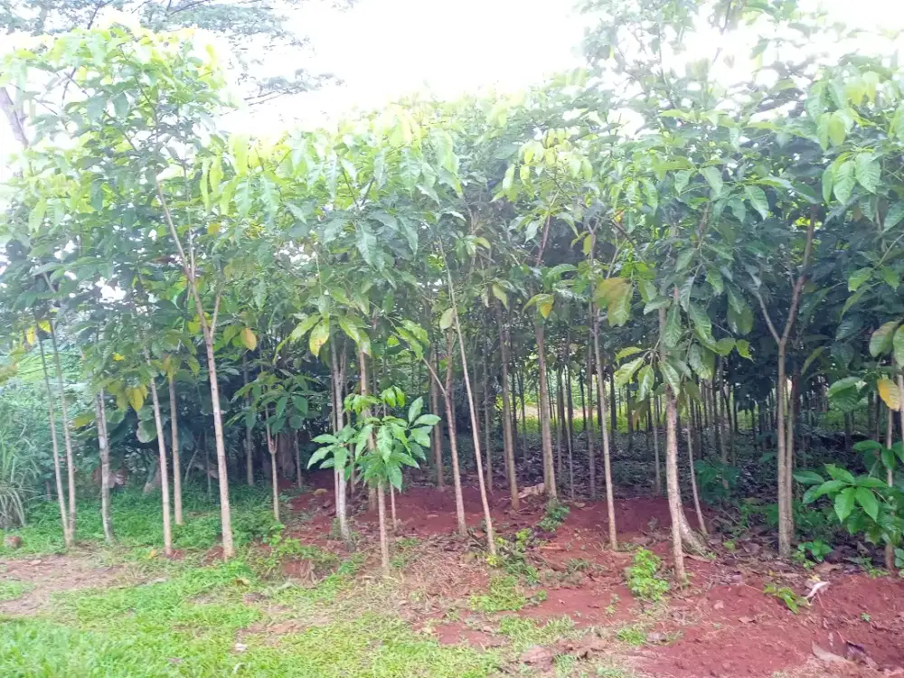 Pohon Tabebuya rossea