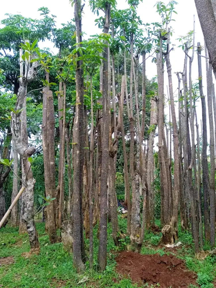 Pohon pule cabang