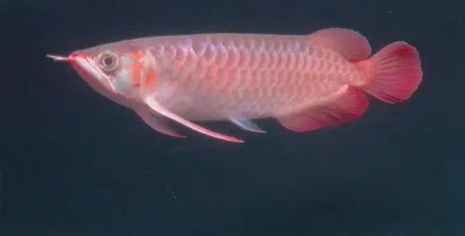 Arwana super red 25-27cm