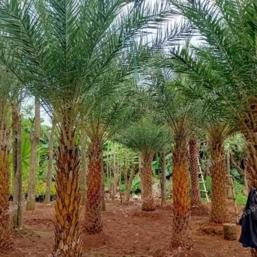 Pohon kurma ajwa tinggi 4 meter siap kirim
