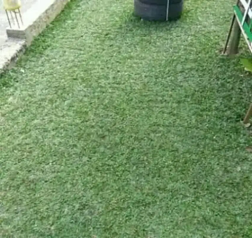 Rumput gajah mini & varigata