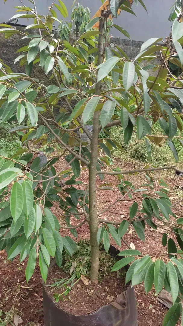 Menjual pohon durian yg siap berbuah