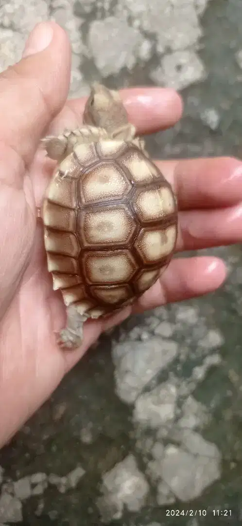 Baby Sulcata Kura Darat Cakep cerah