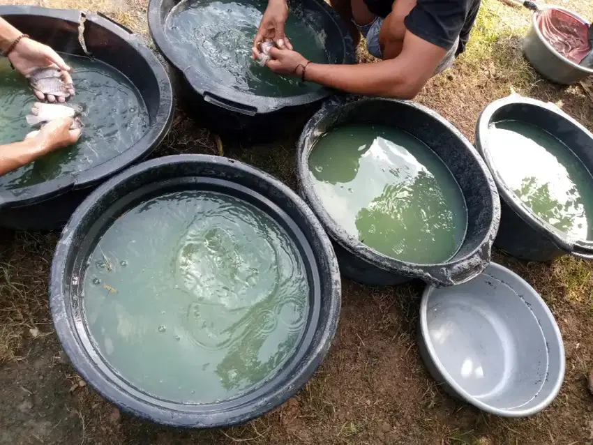 Bibit ikan patin baung gurame