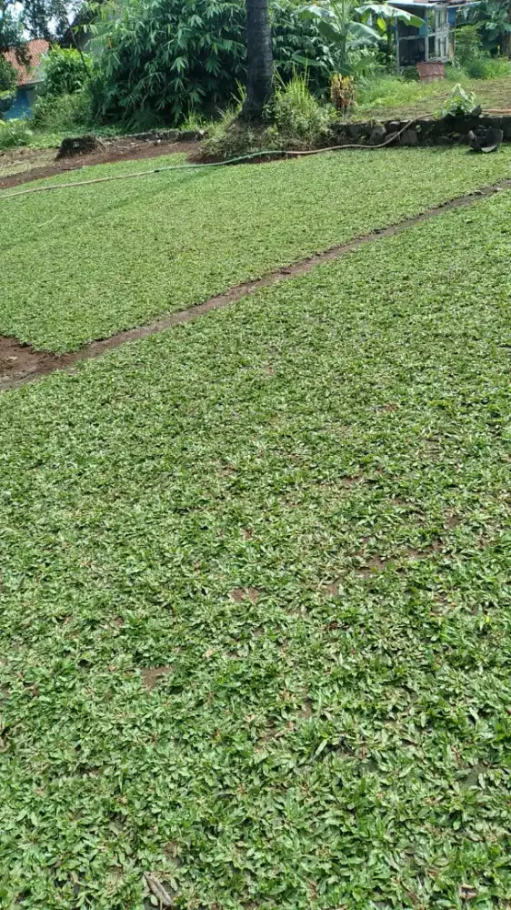 Jual Rumput gajah mini