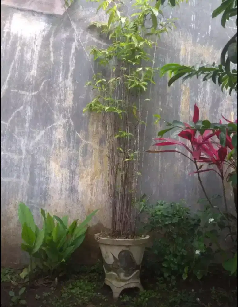 Tanaman bambu Jepang