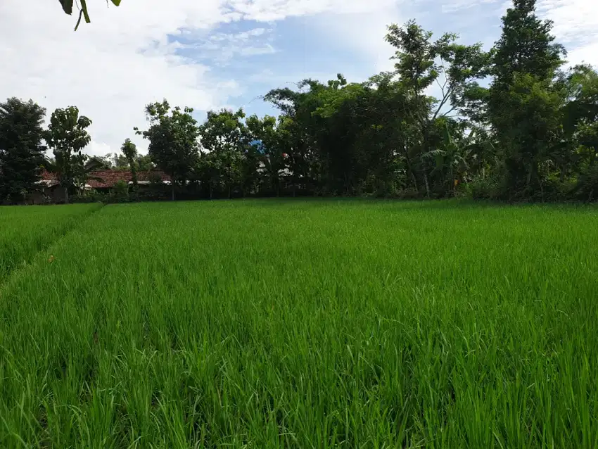 Dijual sawah produktif