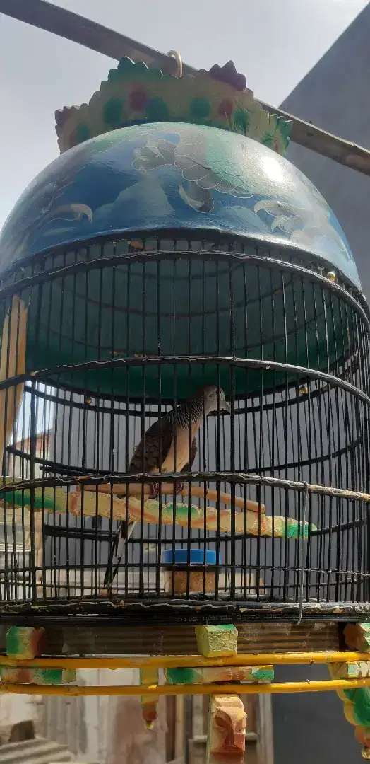 Burung perkutut Bangkok