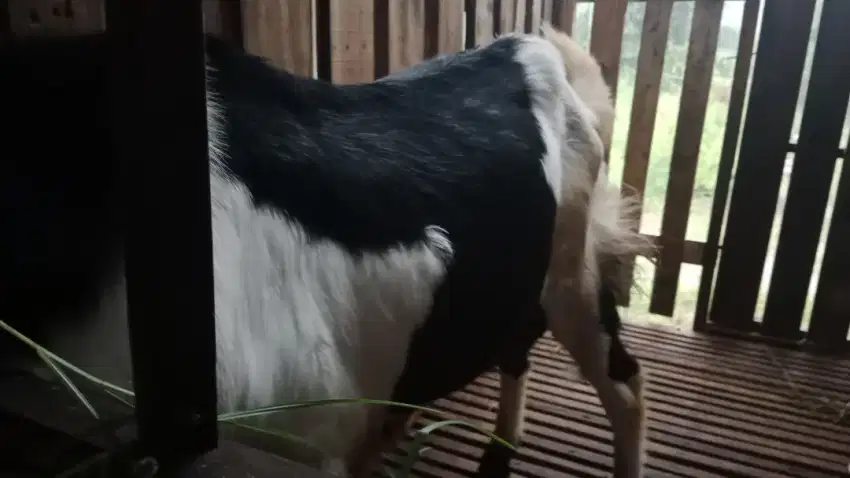 Kambing kendit Hitam langka