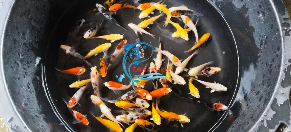 Bibit Ikan Koi Mix ukuran ± 5 - 6 cm / Ikan Koi Mix