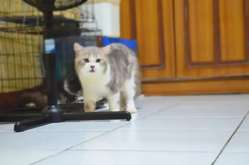 PACAK / MENGKAWINKAN KUCING