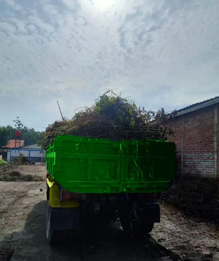 Buang sampah rangting pohon jogja