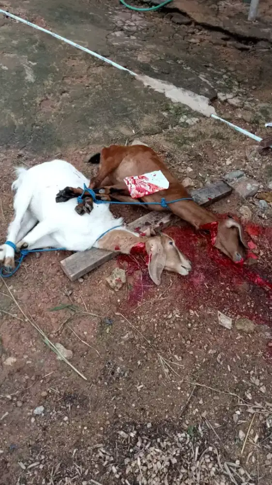 Kambing aqiqah qurban terbaik dan banyak pilihannya 2025