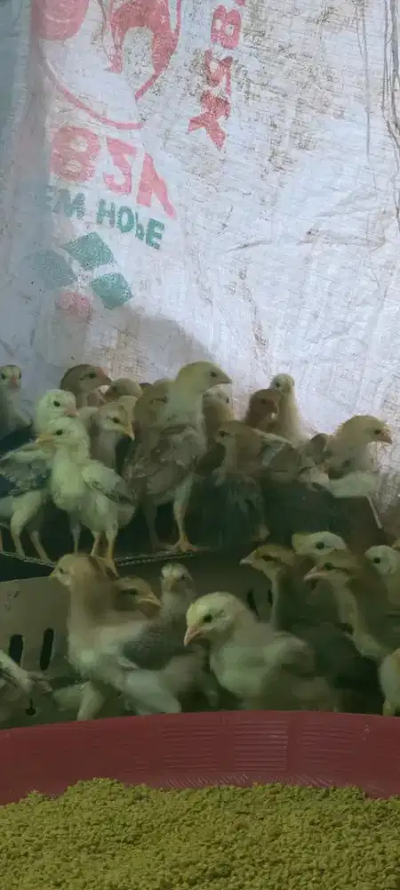 Anak ayam KUB 2.