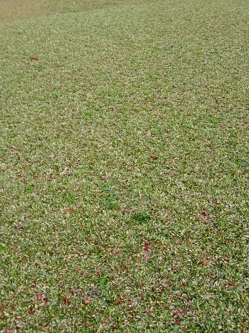 Jual rumput gajah mini murah