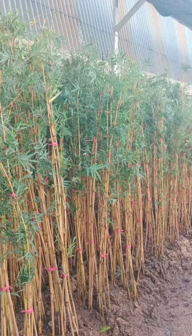 Bambu klisik kuning/bambu krisik kuning (Alphonse karr bamboo hedge)